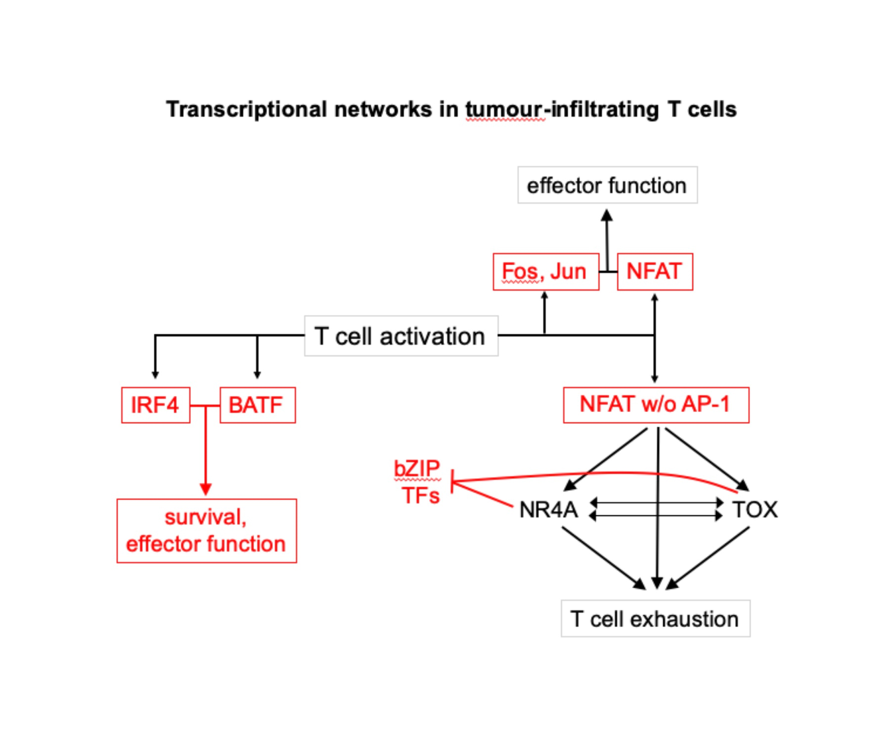 1 of 2, Transcriptional networks in tumour-infiltrating T cells. 