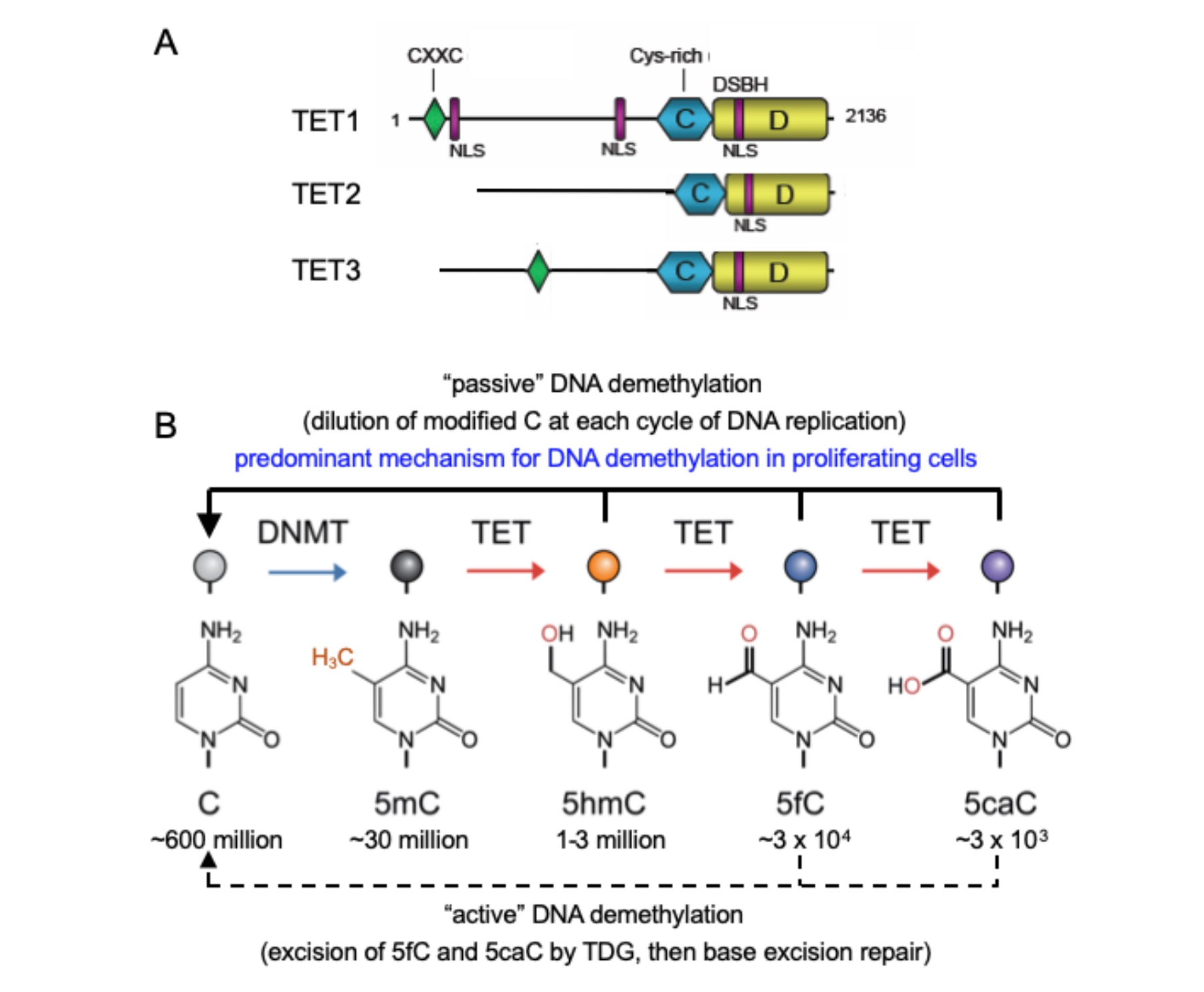 2 of 2, TET-family dioxygenases and their role in DNA demethylation. 