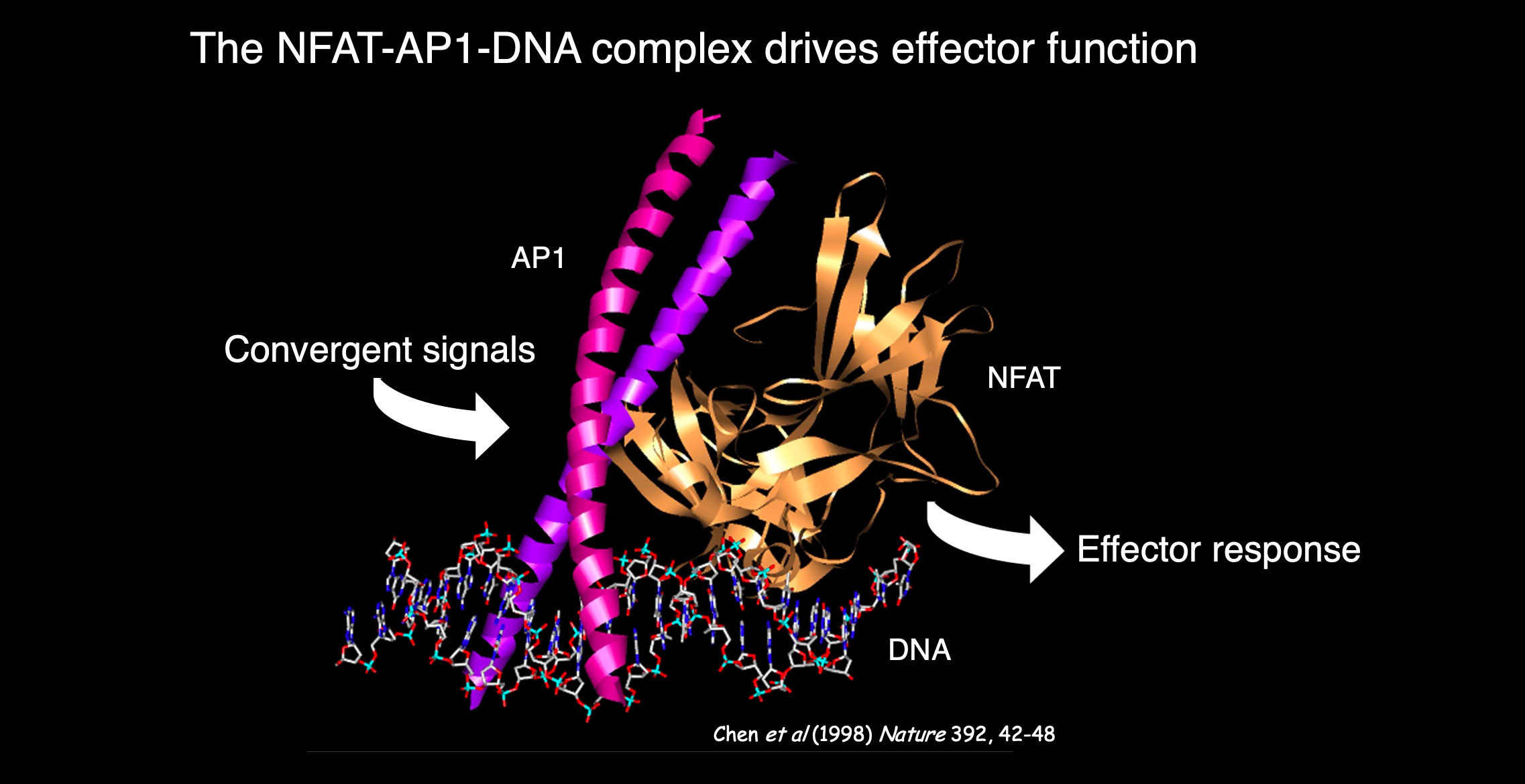 1 of 3, The NFAT-AFP1-DNA complex drives effector function