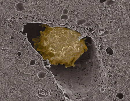 macrophage_in_liver_Karin.jpeg
